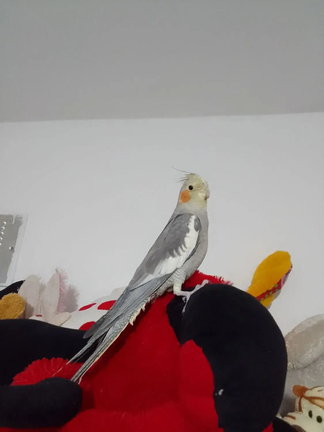 طوطی عروس دستی|پرنده|قزوین, |دیوار