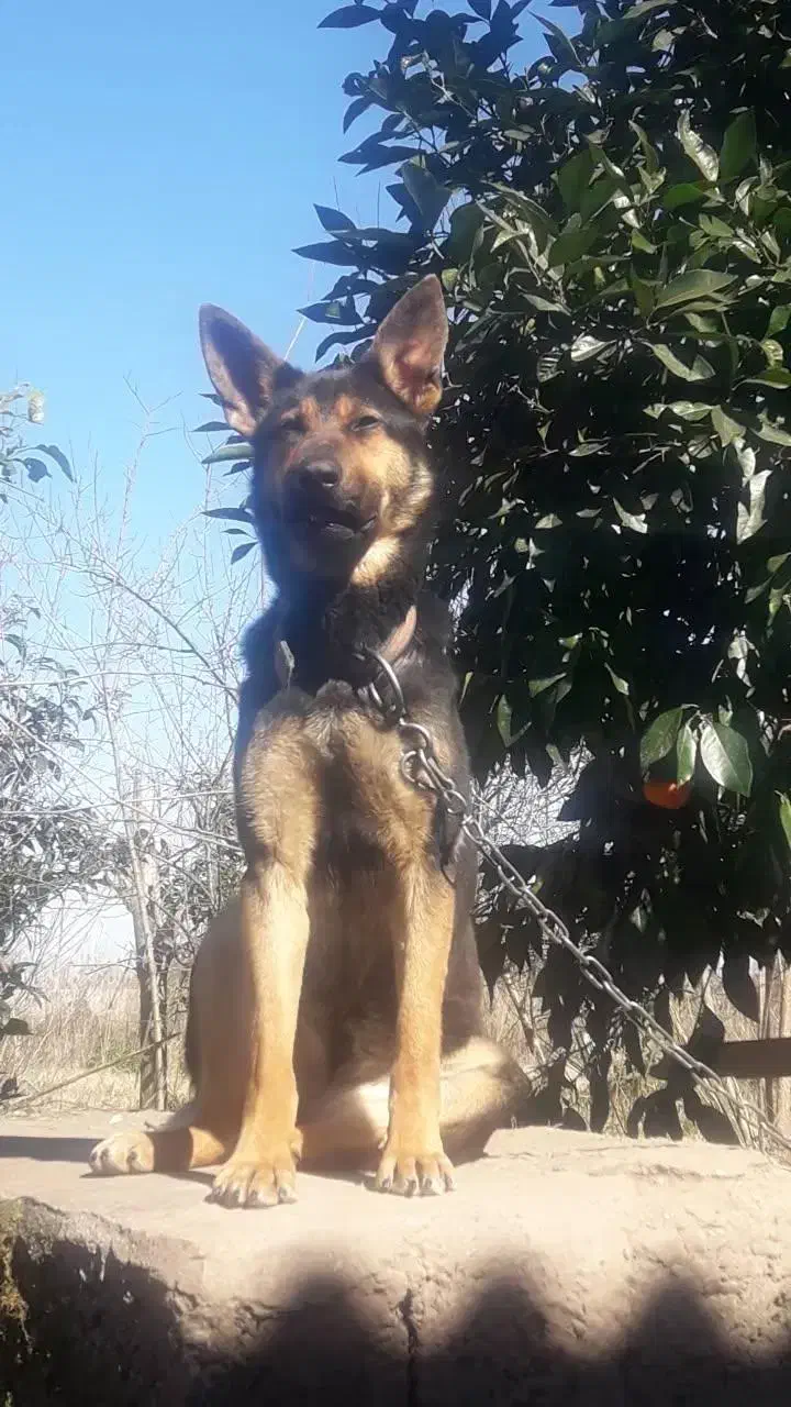 سگ ژرمن ورک ماده  سن دو سال|سگ|سنگر, |دیوار