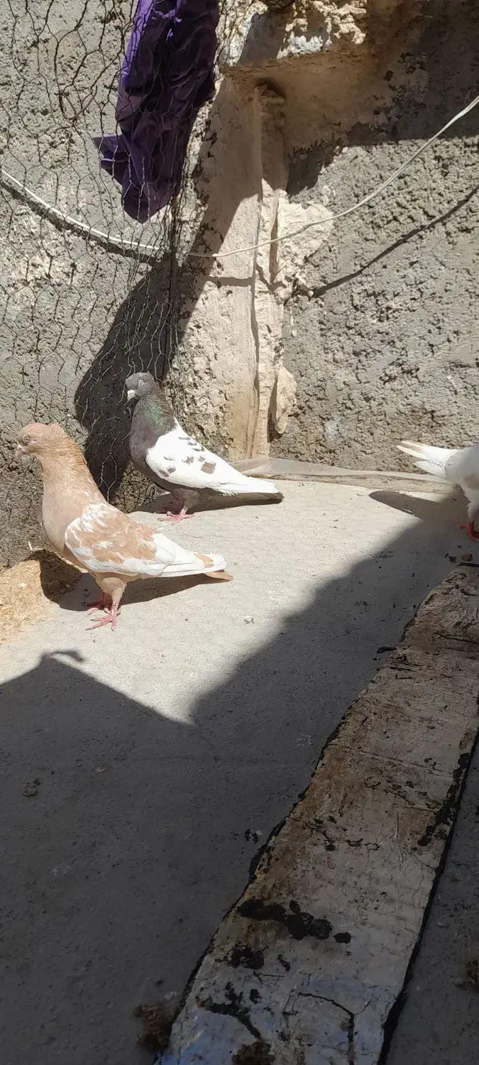 کفتر|پرنده|شیراز, شهرک بهار|دیوار