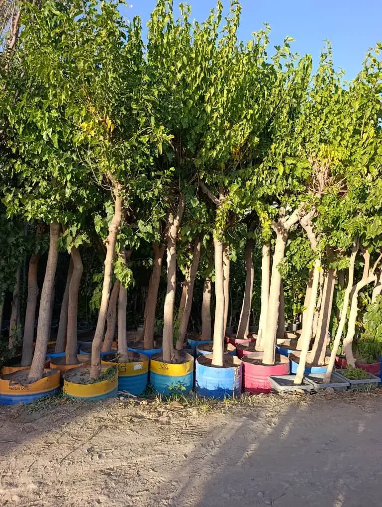 صفرتا صد کاشت سموم باغ باغچه نهال سبز درخت قم|خدمات باغبانی و درختکاری|قم, تعویض پلاک|دیوار