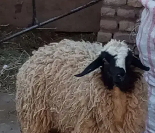 میش بره دوقلو زا با یک بره نر|حیوانات مزرعه|کرمان, |دیوار