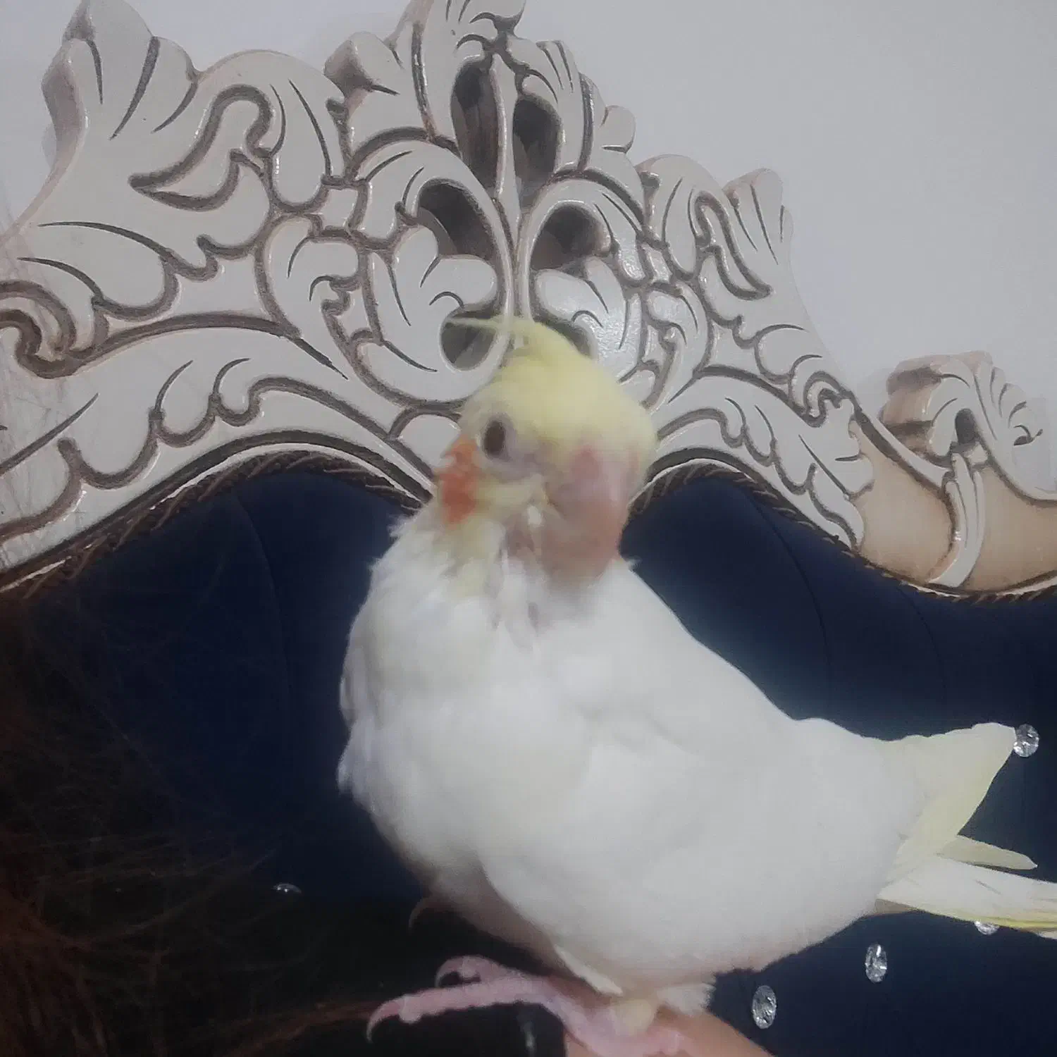 عروس هلندی|پرنده|آران و بیدگل, |دیوار