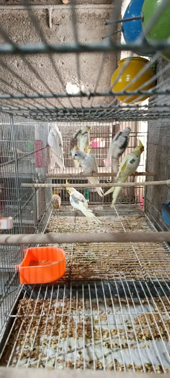 عروس هلندی|پرنده|شیروان (خراسان), |دیوار