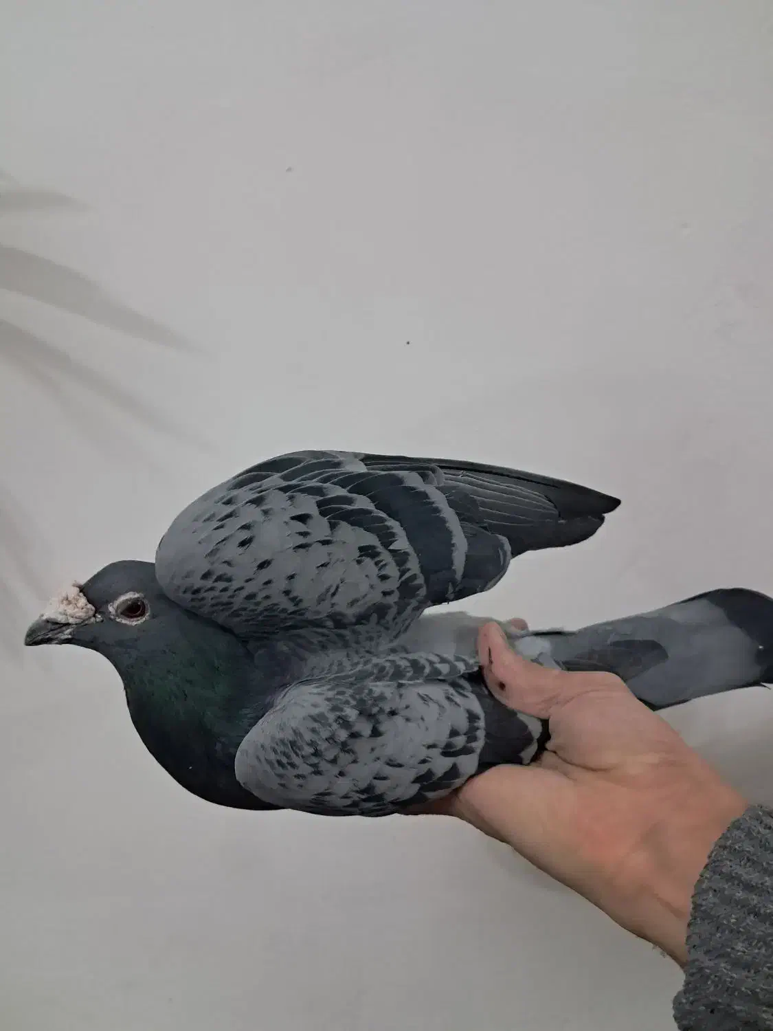 کبوترمسافتی|پرنده|هشتگرد, گلسار|دیوار