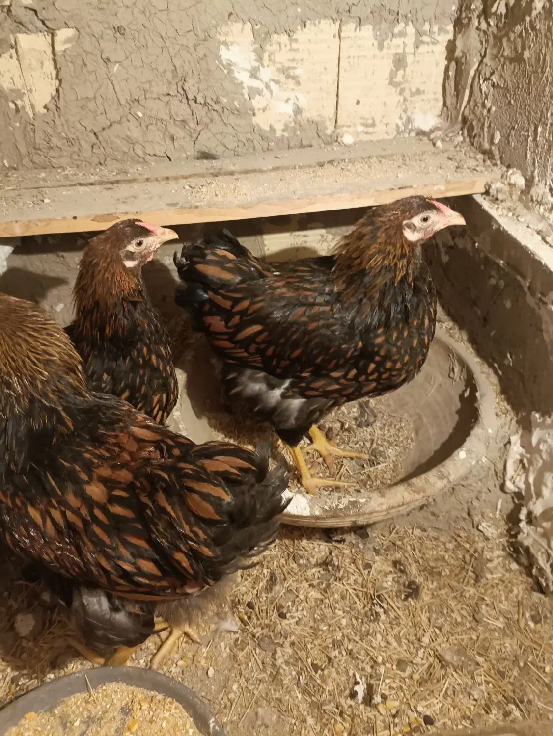 مرغ نژاد دار ویاندوت بلک رد|حیوانات مزرعه|مشکیندشت, |دیوار