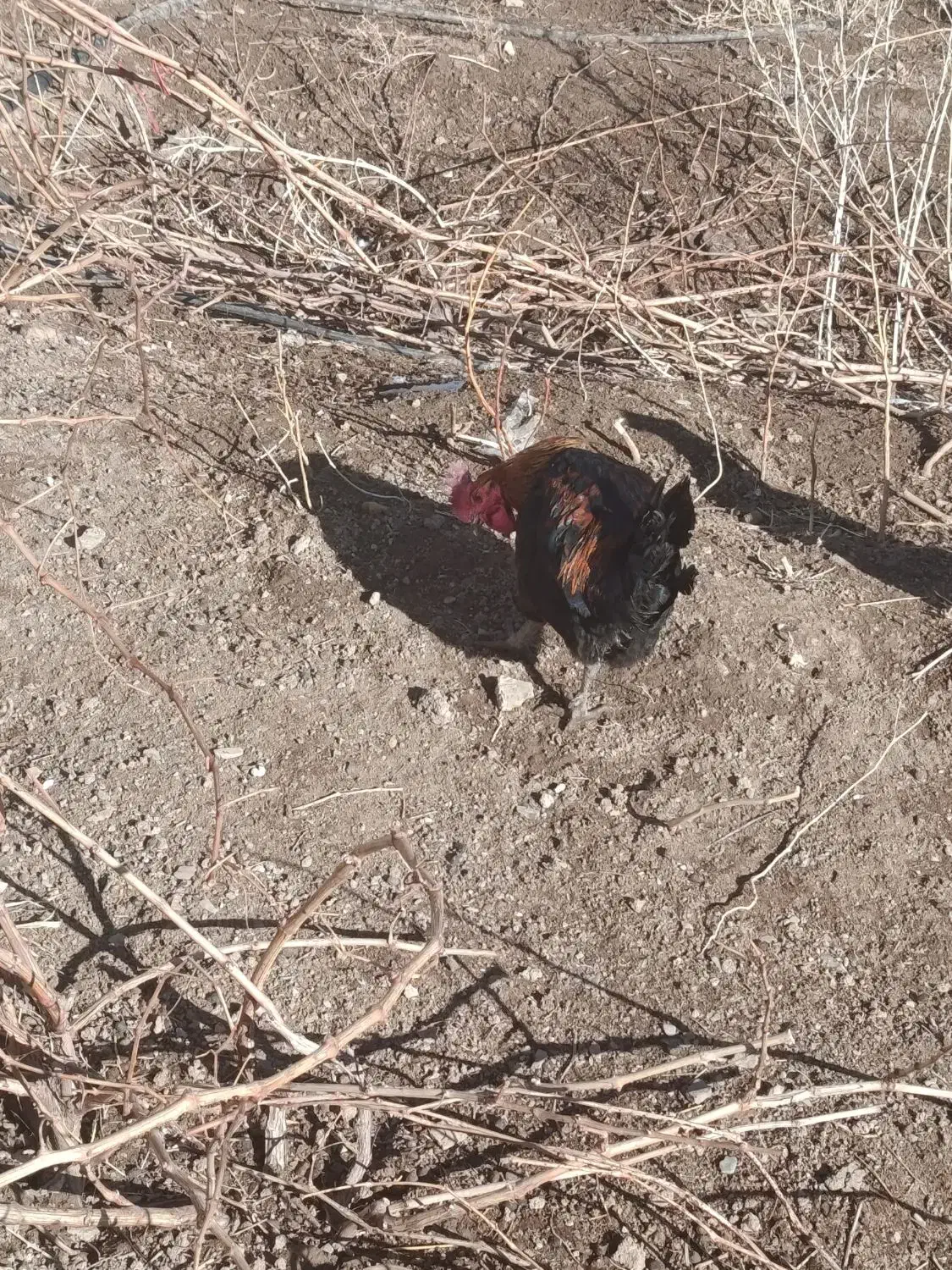 خروس|حیوانات مزرعه|جوکار, |دیوار