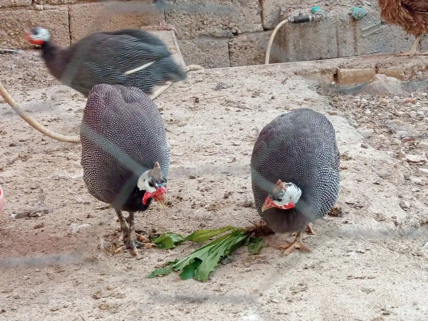 مرغ شاخدار|حیوانات مزرعه|طسوج, |دیوار