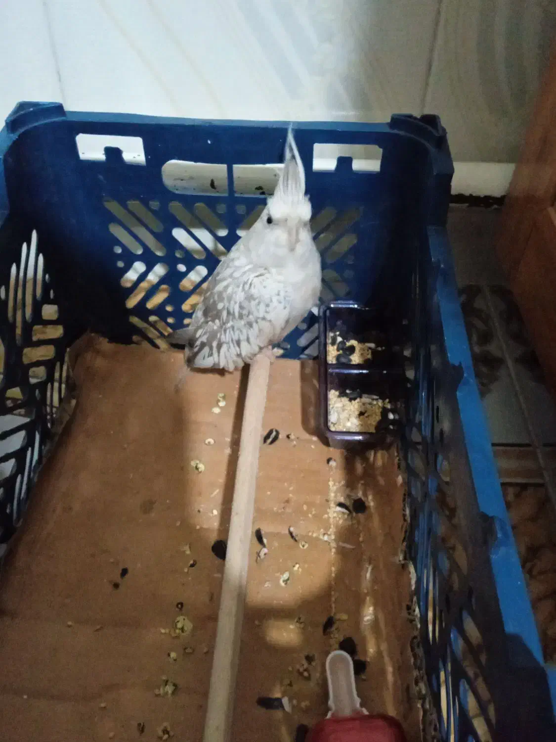 عروس هلندی ایزابلا|پرنده|آذرشهر, |دیوار