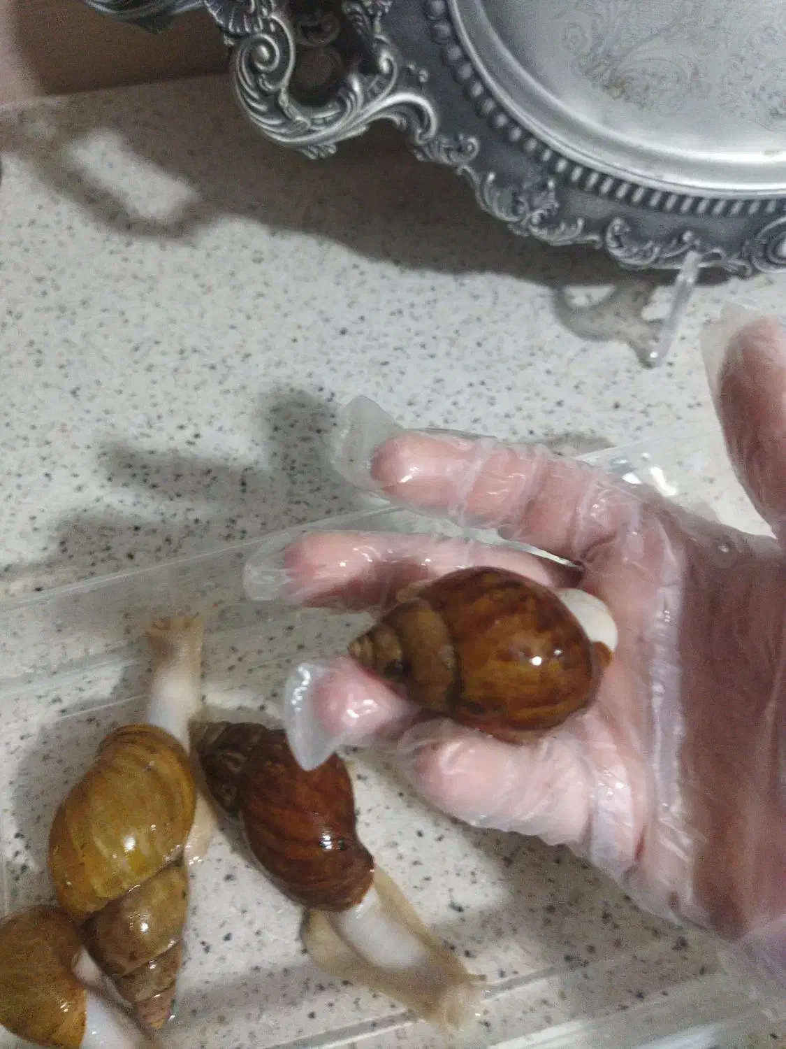 حلزون کلاژن ساز آلبینو و جیدتایگر|خزنده|کرج, گوهردشت|دیوار