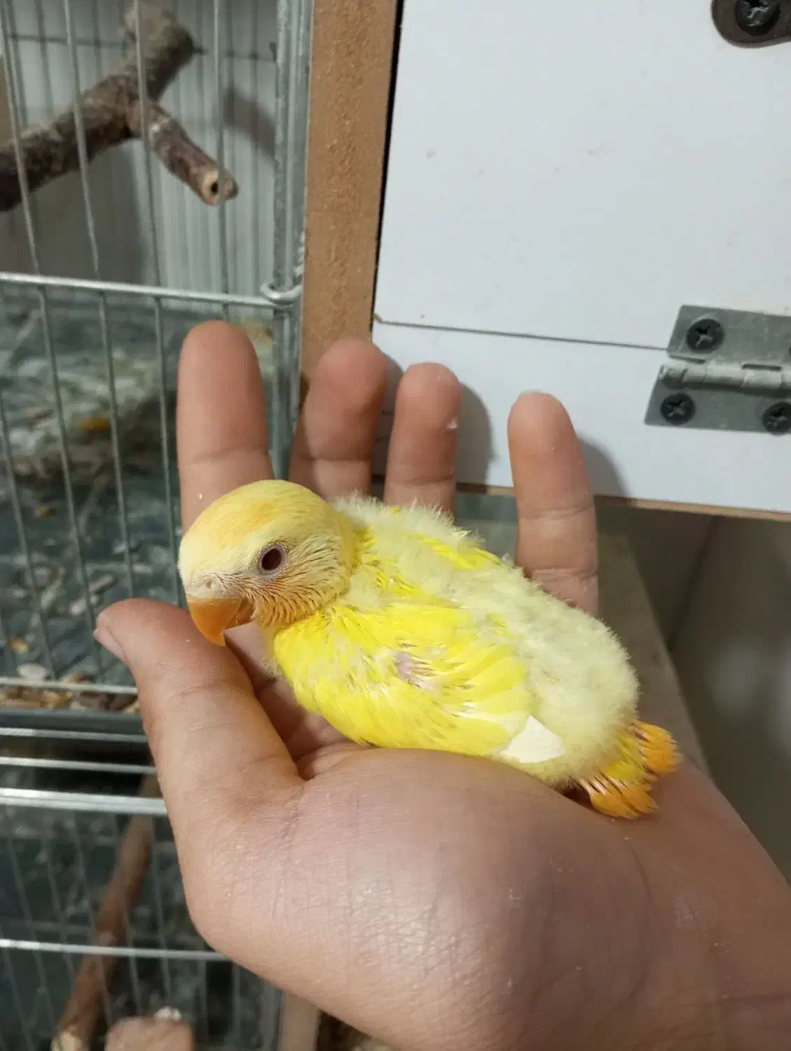 طوطی برزیلی سرلاکی|پرنده|ارومیه, |دیوار