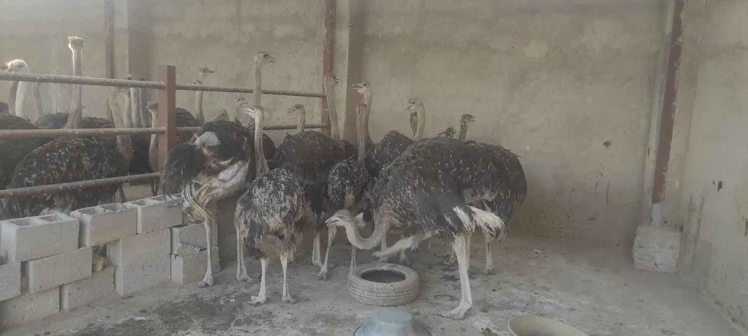 شتر مرغ|حیوانات مزرعه|شیراز, گچی|دیوار