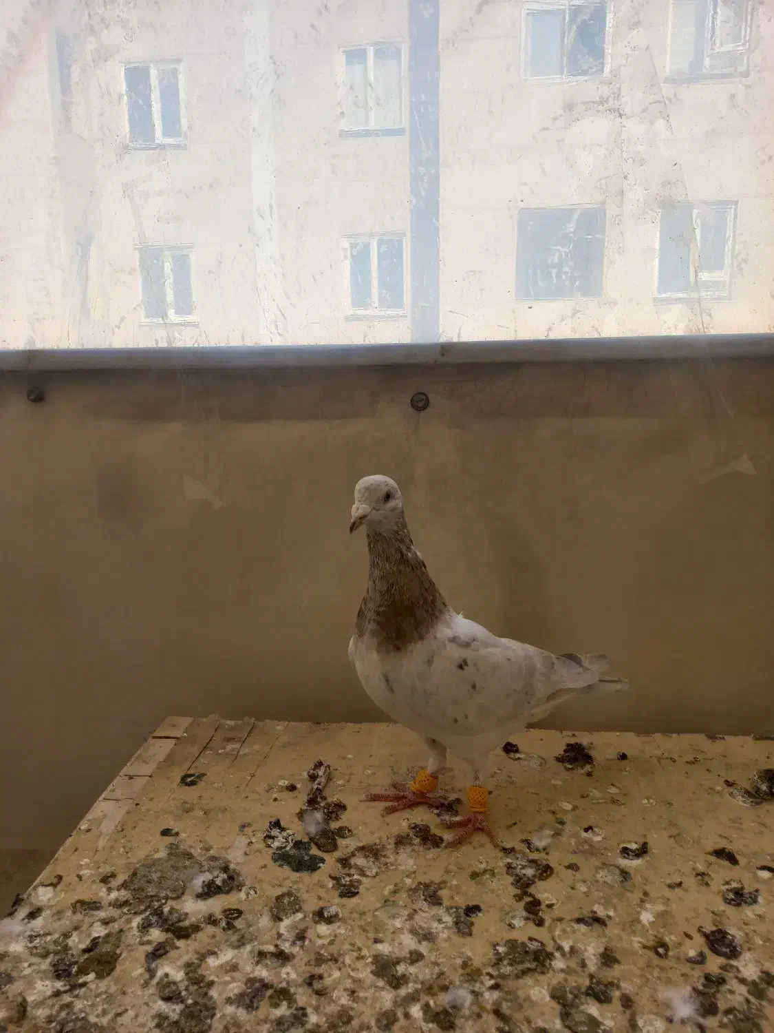 ۲ تا هفرنگ|پرنده|محمدیه-قزوین, |دیوار