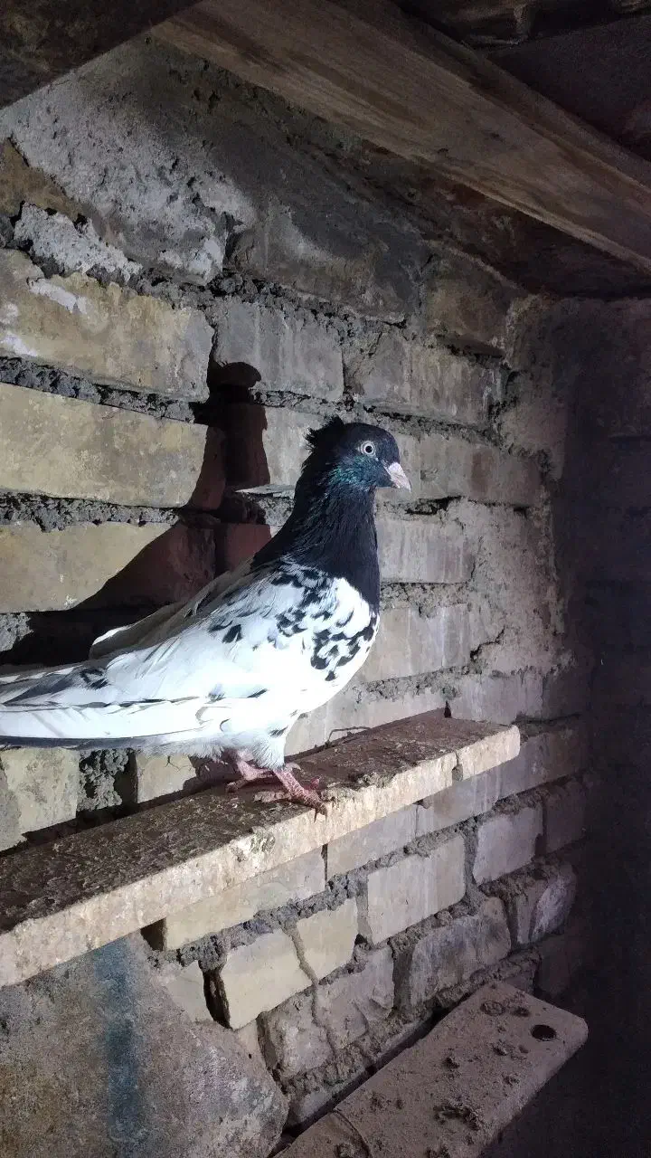 کله سیاه نرمست|پرنده|باوی, |دیوار