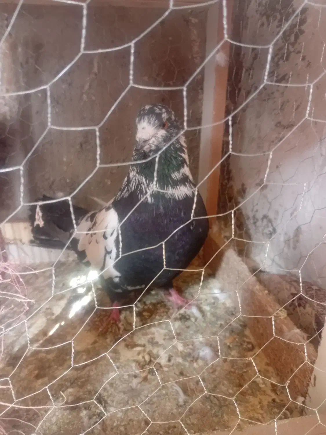 کفتر|پرنده|اردبیل, |دیوار