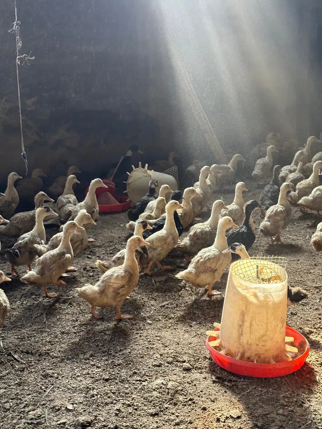 اردک|حیوانات مزرعه|خسروشاه, |دیوار