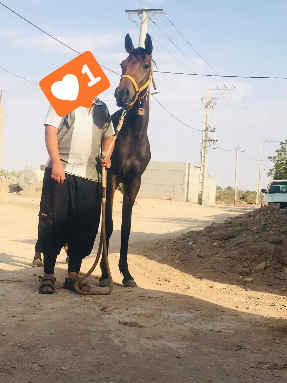 کره اسب|اسب و تجهیزات اسب‌سواری|بافق, |دیوار