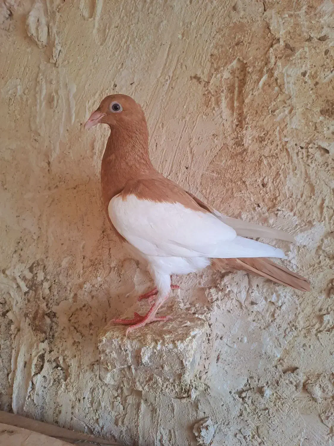 کبوتر یهودی(جوجه)|پرنده|تربت جام, عیدی آباد|دیوار