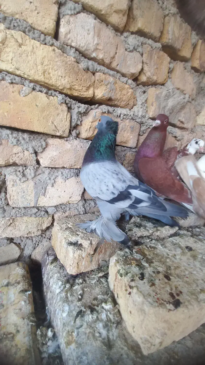 کبوتر راعبی|پرنده|اژیه, |دیوار