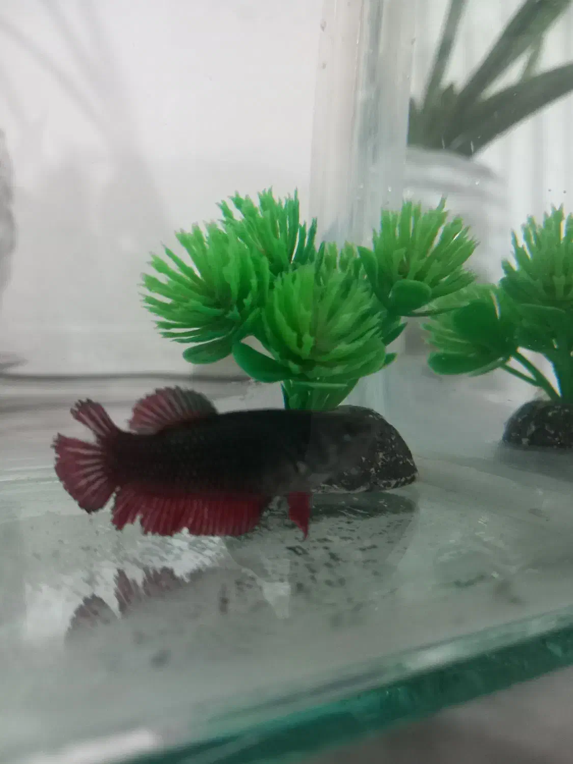 ماهی فایتر|ماهی|الوند, |دیوار