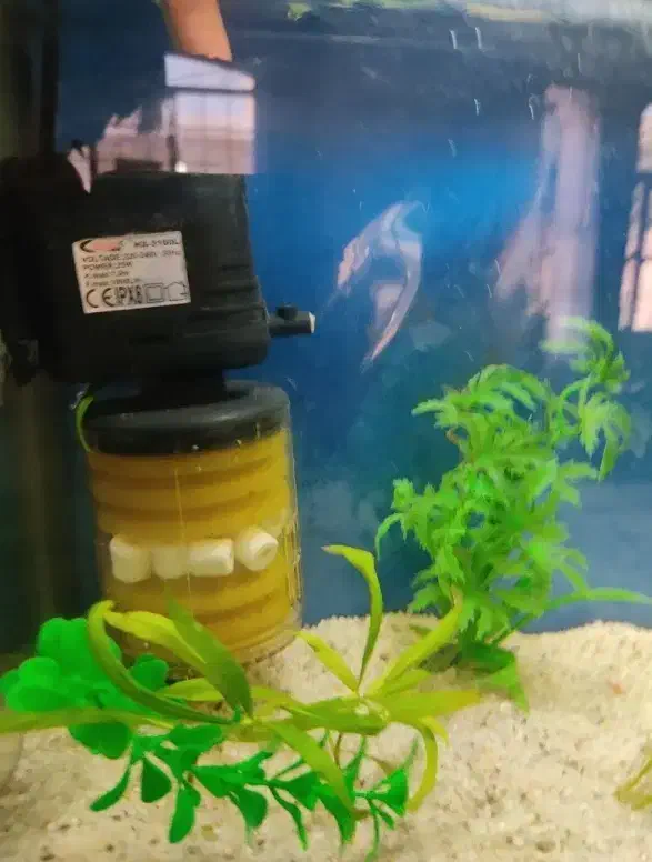 اکواریوم شیشه خم|ماهی|شیراز, کرونی(خاتونک)|دیوار