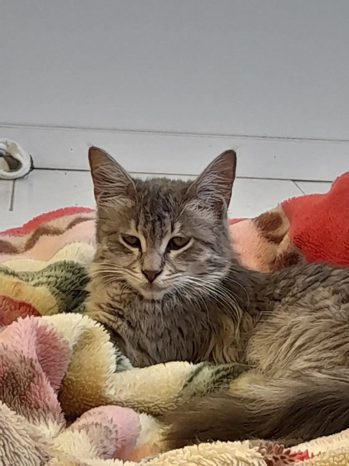 گربه|گربه|تهران, حر|دیوار