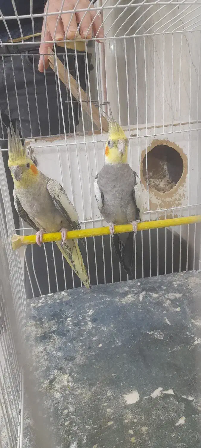 عروس هلندی|پرنده|گلبهار, شهر جدید گلبهار|دیوار