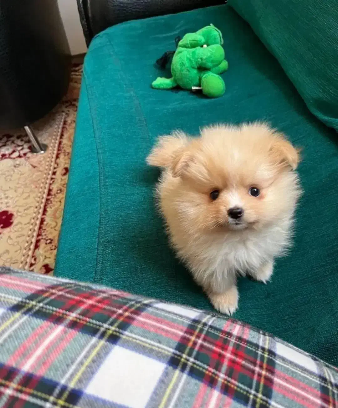 پامرین‌اشپیتز2ماهه عروسکی سایز ریز فقط۴/۳۰۰واگذاری|سگ|کرج, جهان‌شهر|دیوار