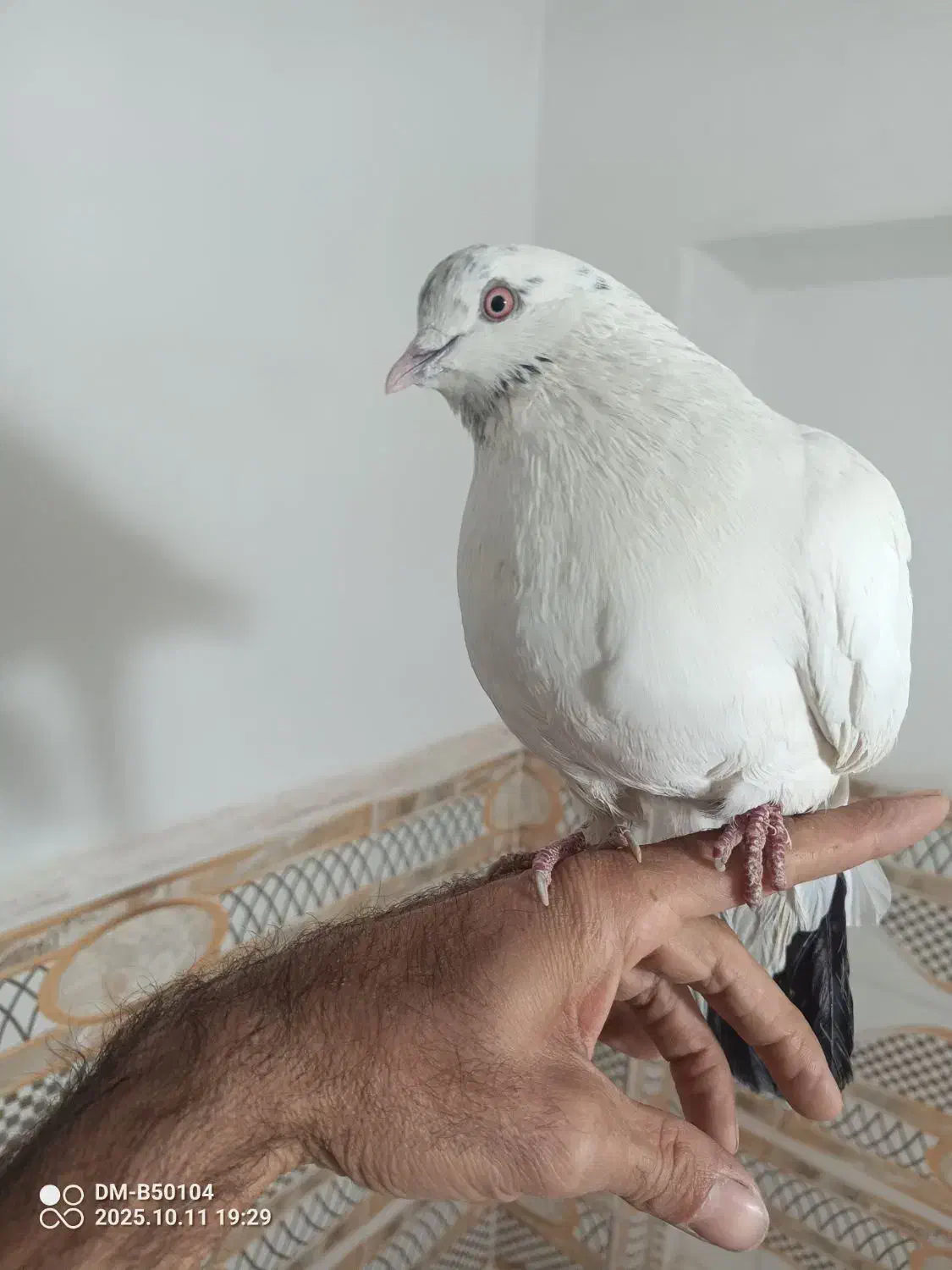 نر کله دم سیاه و..|پرنده|کرج, شهرک فهمیده|دیوار