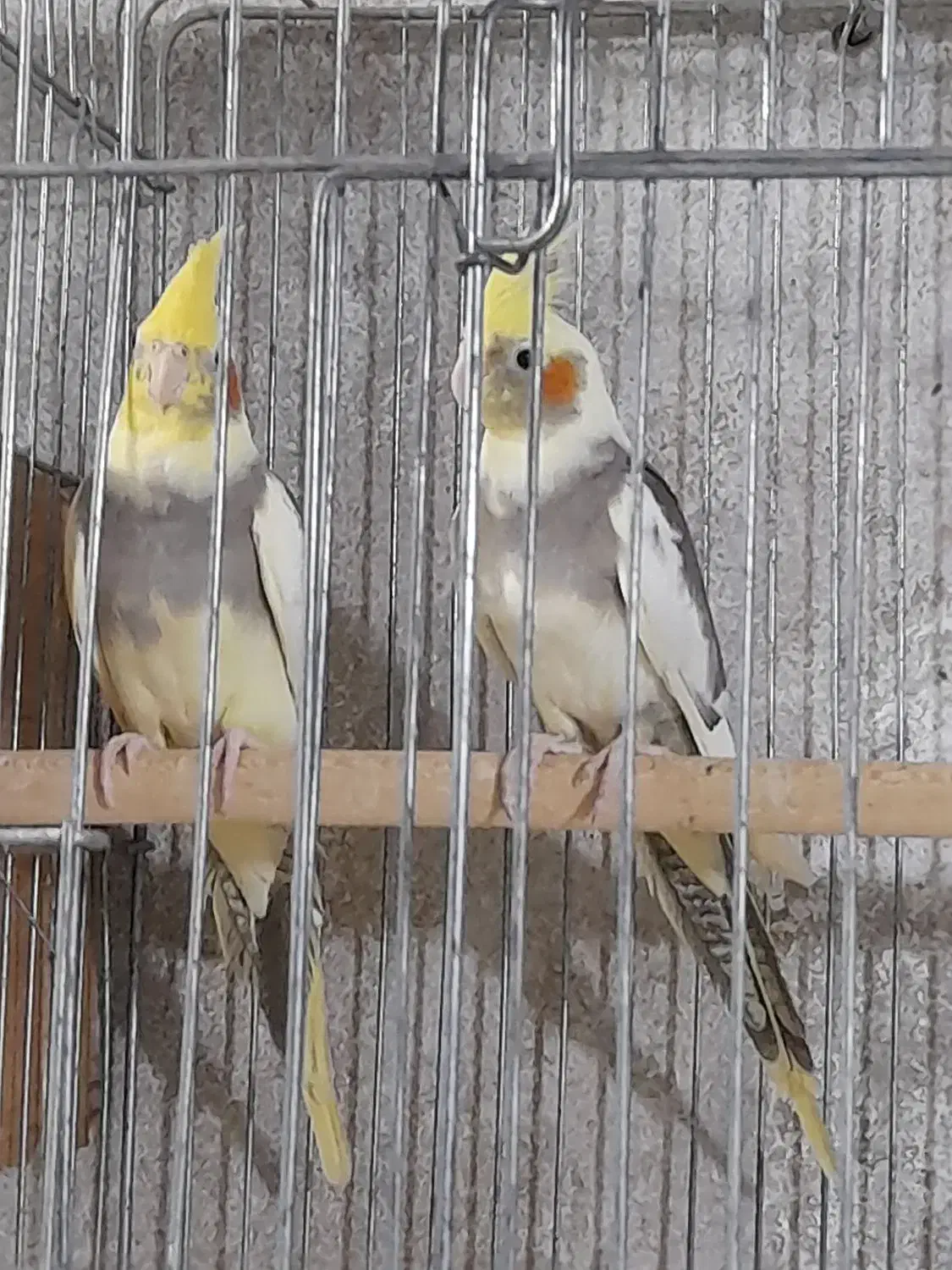 عروس|پرنده|قشم, |دیوار