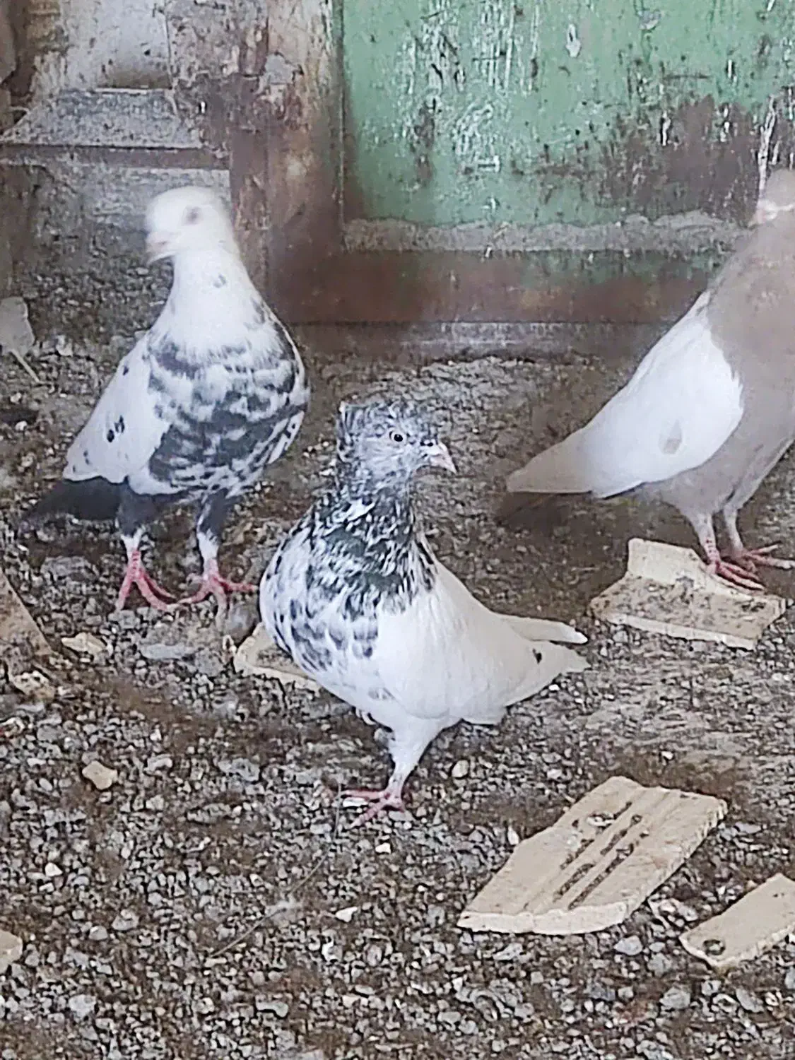 سلام تعدای کبوتر|پرنده|رفسنجان, |دیوار