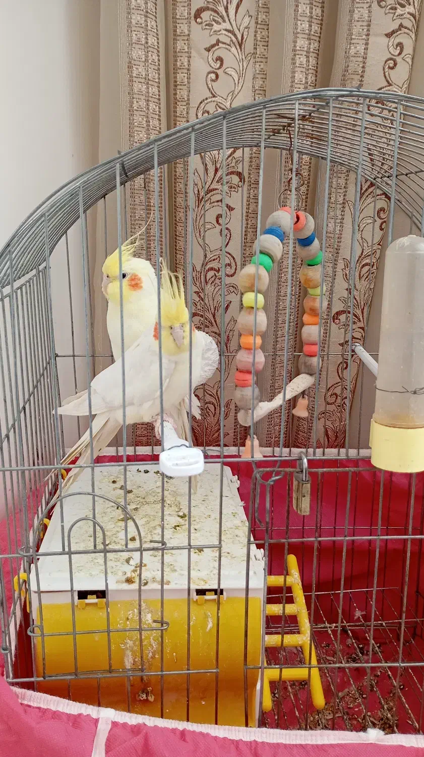 عروس هلندی|پرنده|مبارکه, |دیوار