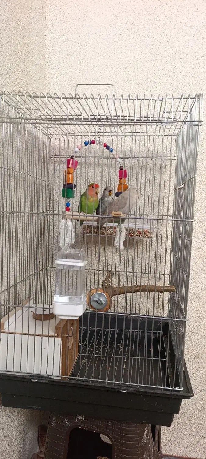 طوطی|پرنده|مهاباد (آذربایجان غربی), |دیوار