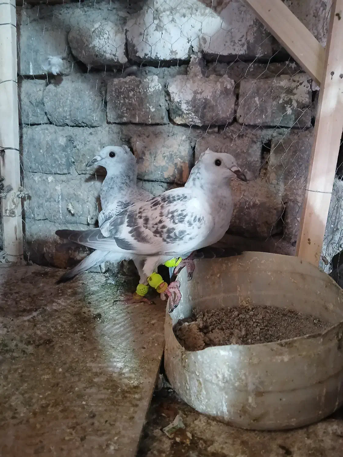 اسباب بازی کفتر|اسباب‌بازی بچه|تربت‌حیدریه, پائین ولایت|دیوار