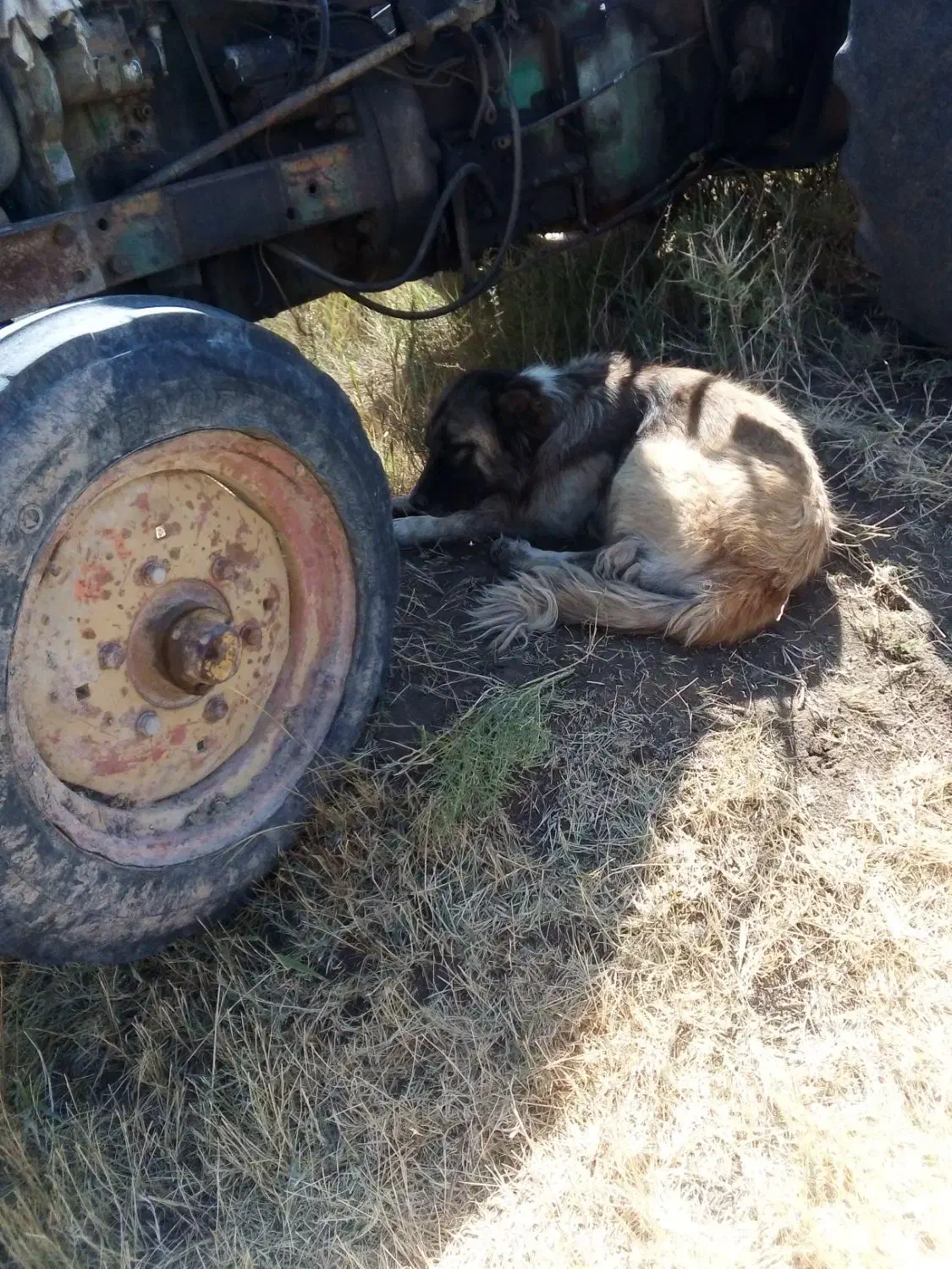سلام ادرس شهرستان هریس روستای اربطان|سگ|تبریز, |دیوار