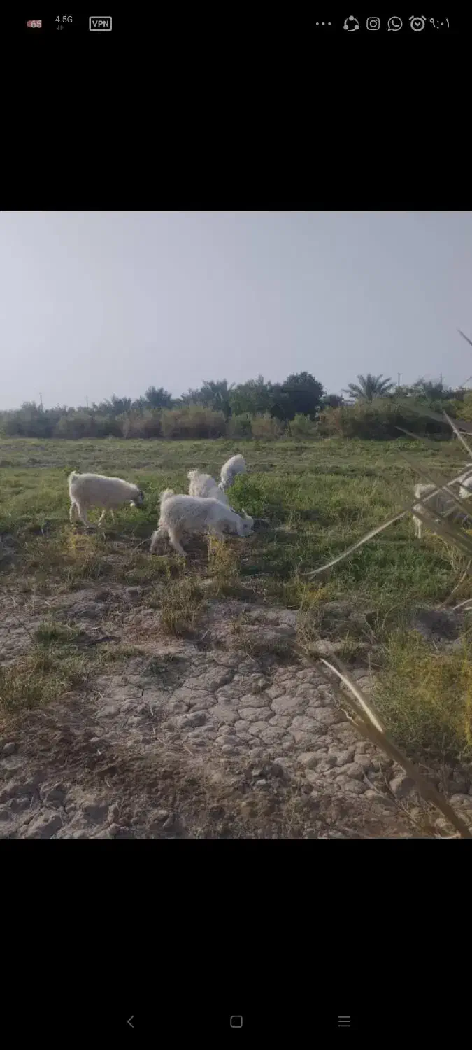 کهره فروشی|حیوانات مزرعه|ارزوئیه, |دیوار