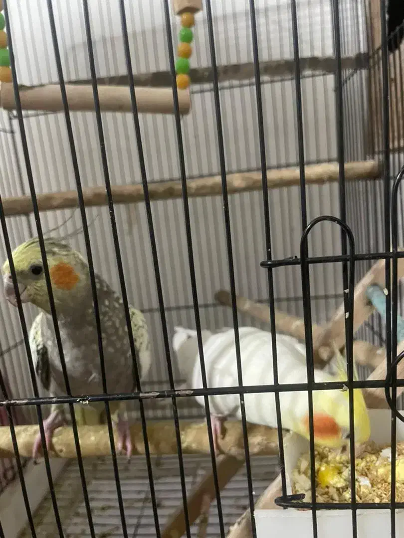 جفت عروس هلندی لوتینو و گلباقالی با دوتا جوجه|پرنده|ری, علایین|دیوار