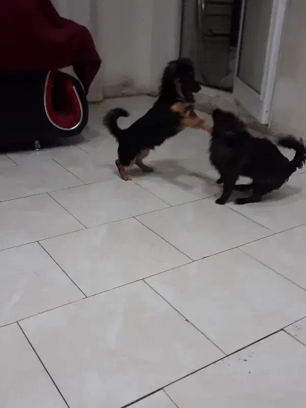 سگ اشپیتزو|سگ|فولادشهر, مسکن مهر فولادشهر|دیوار