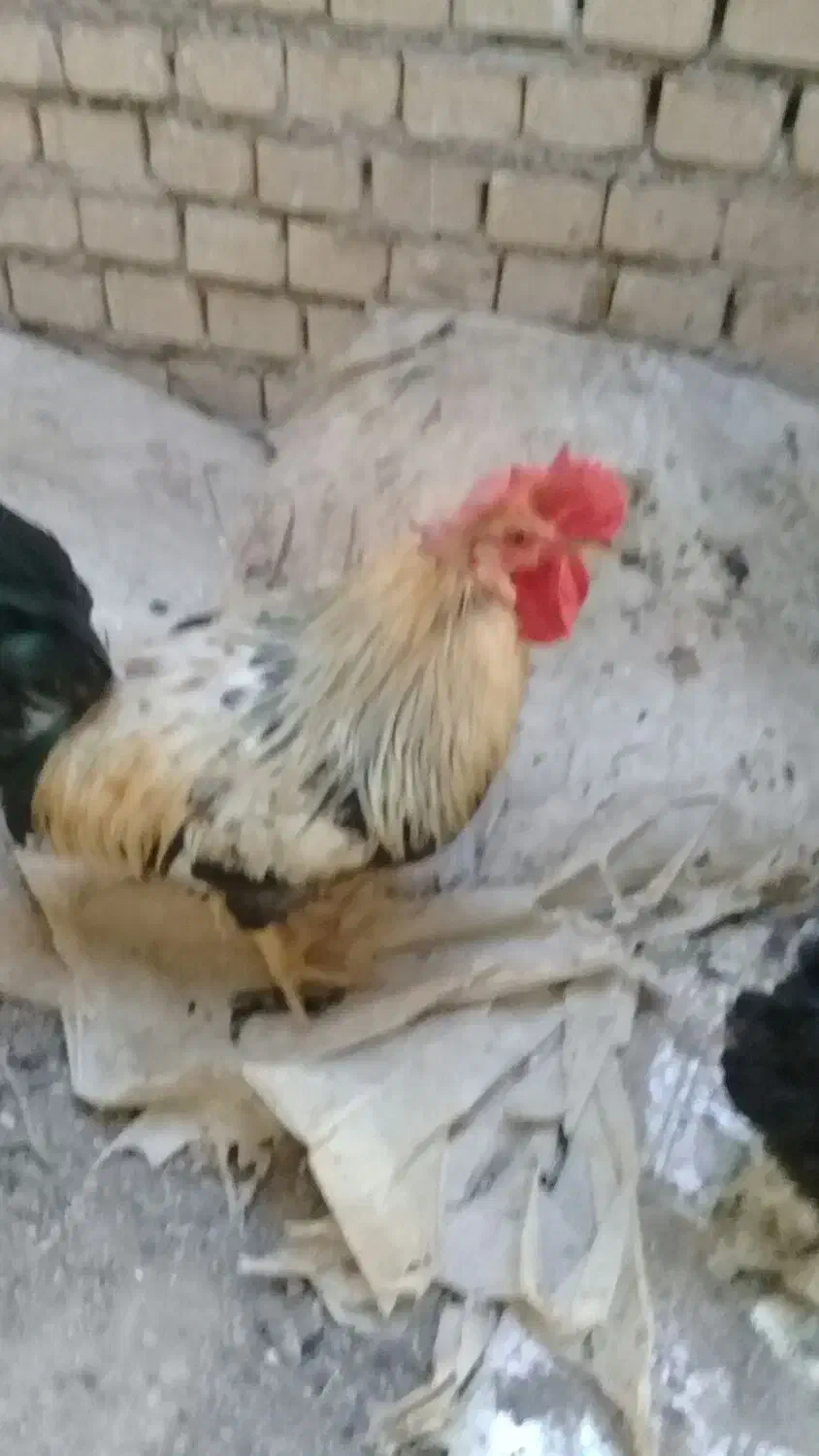 خروس عربی|حیوانات مزرعه|خرمشهر, |دیوار