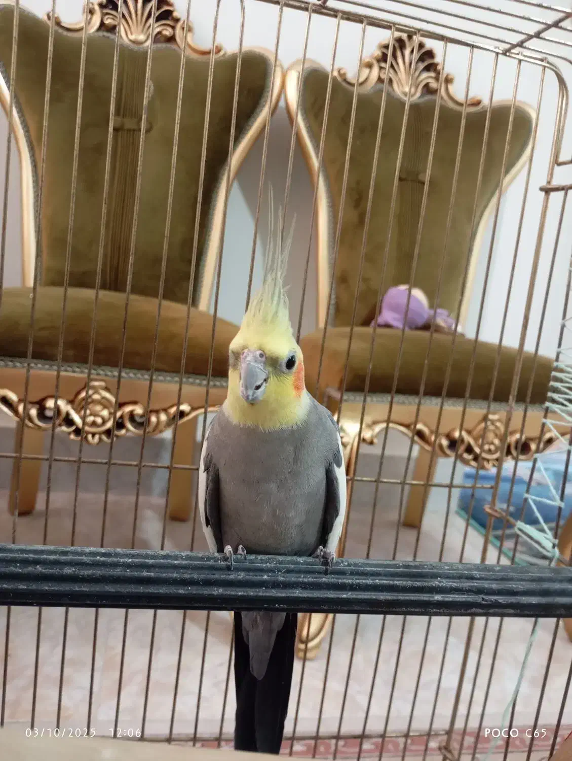 یک جفت عروس هلندی تخم گذار|پرنده|شاهدشهر, |دیوار