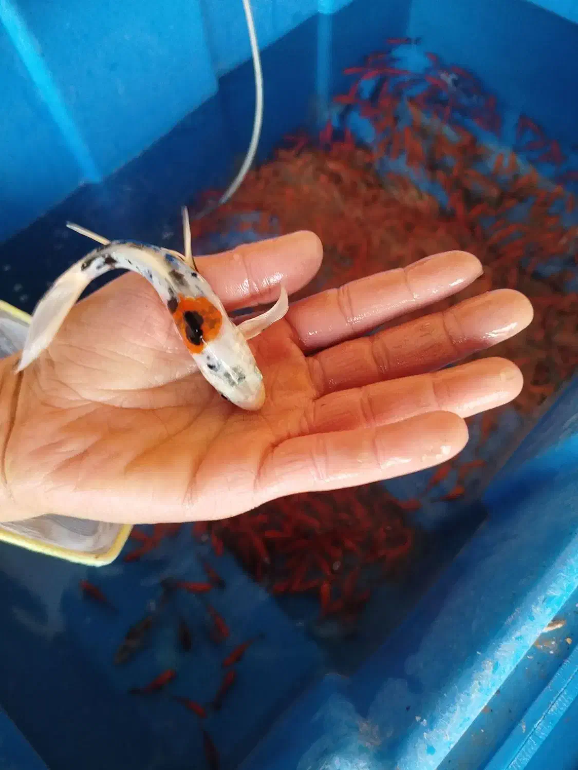 ماهی قرمز|ماهی|همدان, |دیوار