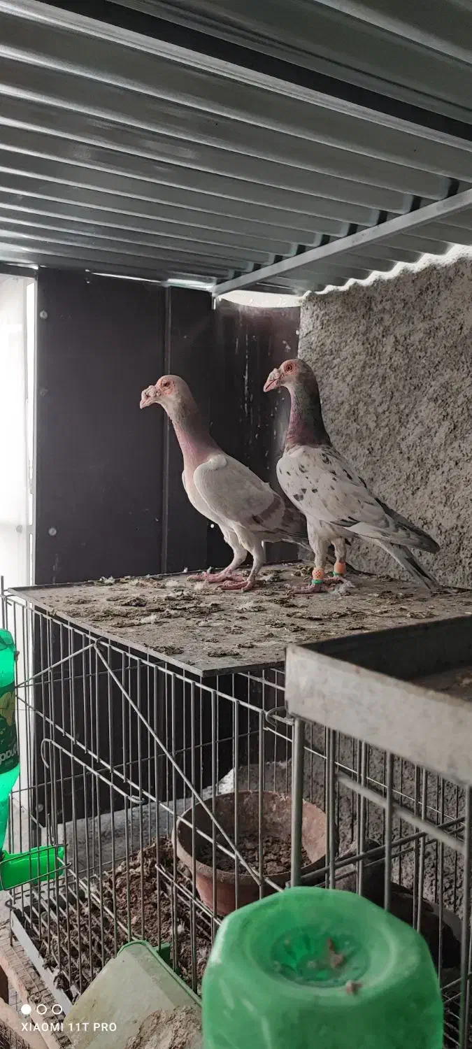 بغدادی کاریر سار سرور|پرنده|فولادشهر, B4|دیوار