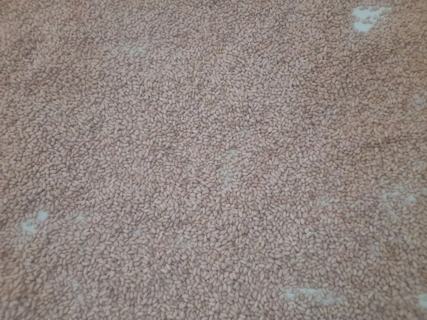 فروشی بادام زمینی برشته شده درجه یک|خوردنی و آشامیدنی|پاکدشت, حصار امیر|دیوار