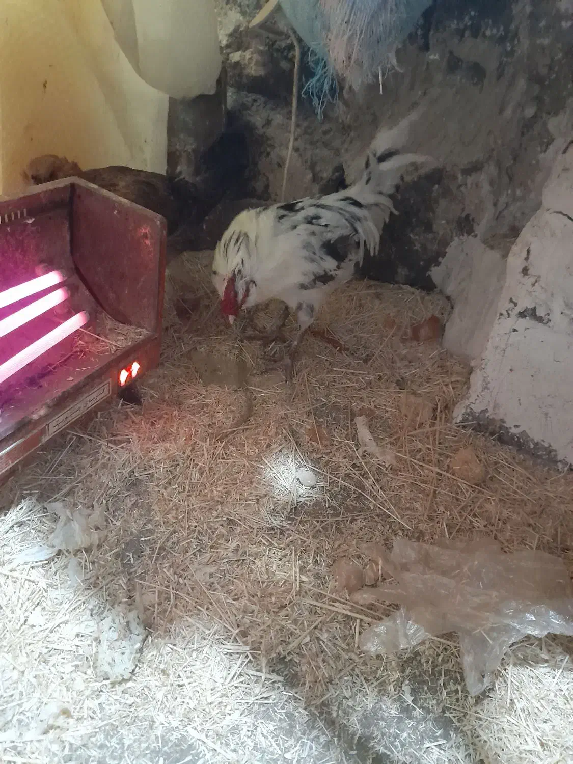 مرغ وخروس|حراج|بیجار, |دیوار