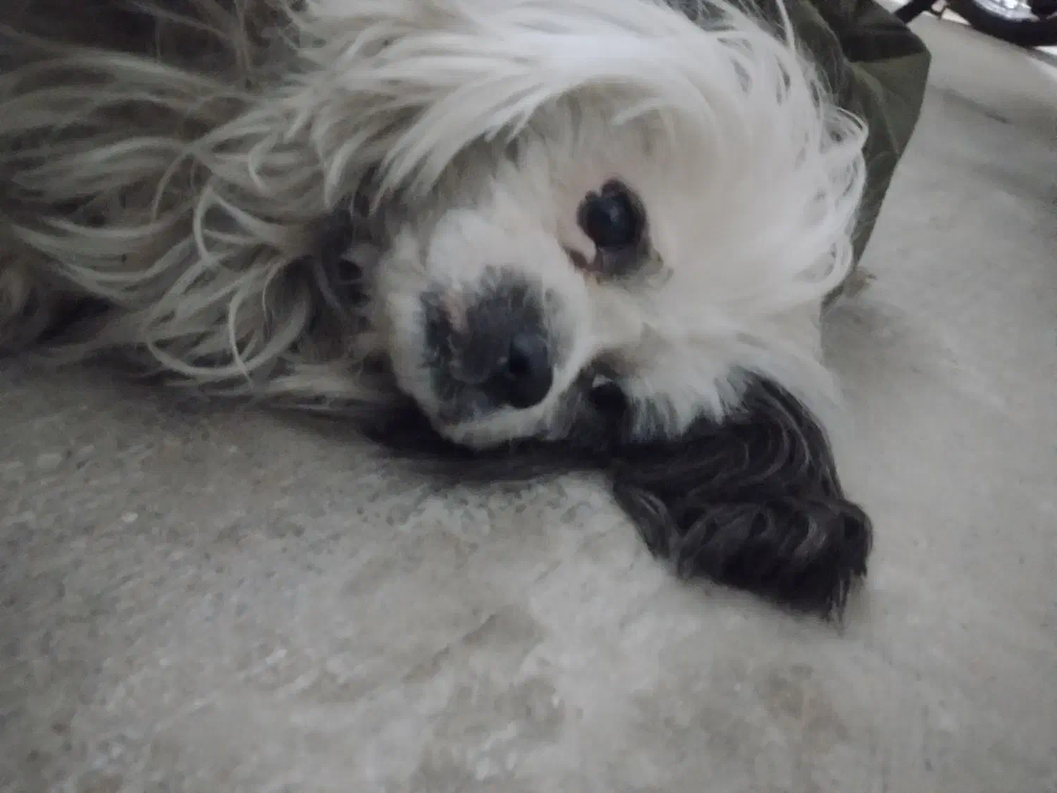 واگذاری سگ خانگی|سگ|زرین دشت (همدان), |دیوار