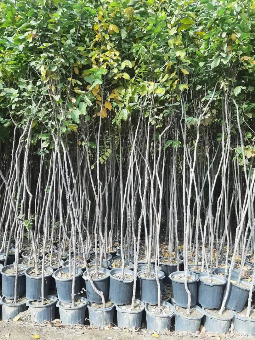 نهالستان گل محمدی|خدمات باغبانی و درختکاری|تبریز, |دیوار