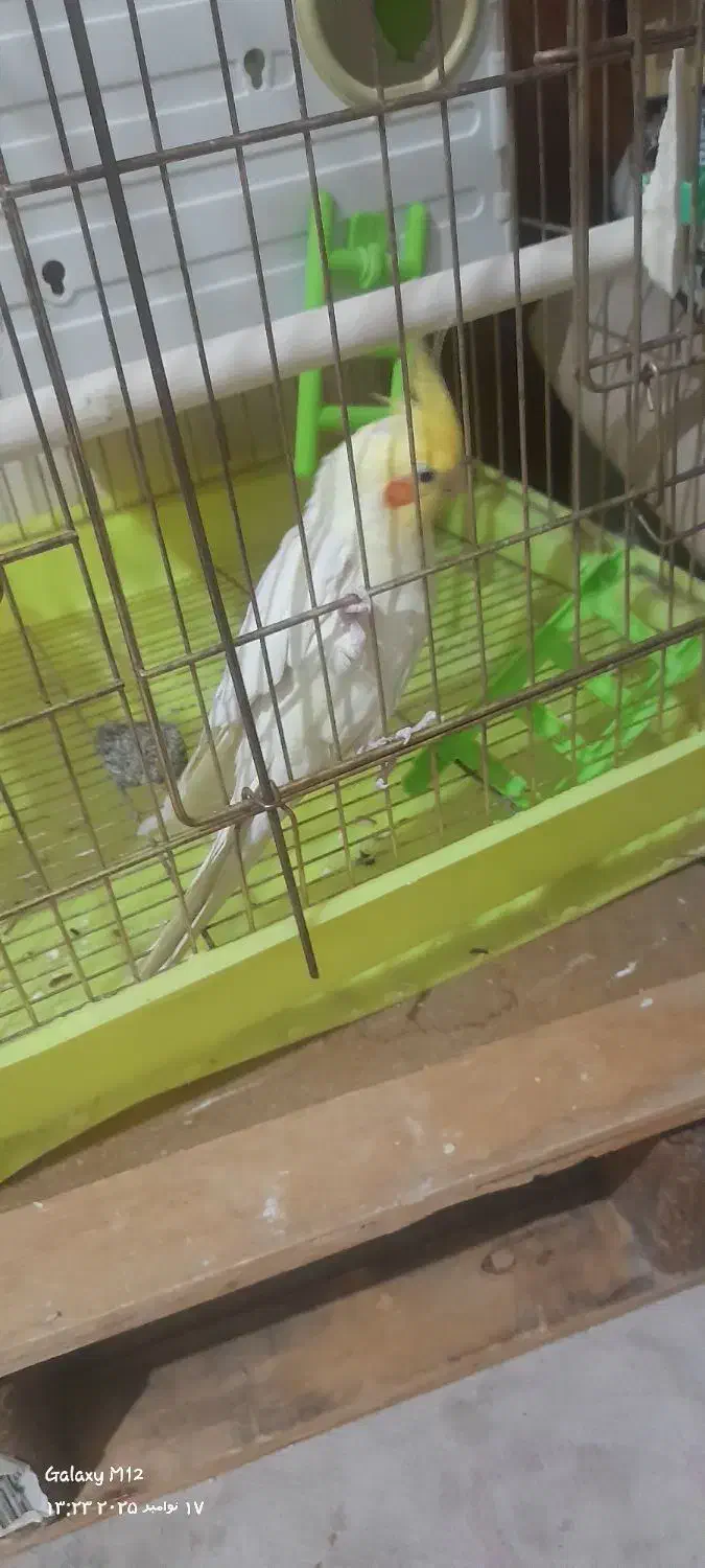 یک جفت عروس هلندی لوتینو کارداده|پرنده|پاکدشت, پاکدشت (مامازند)|دیوار