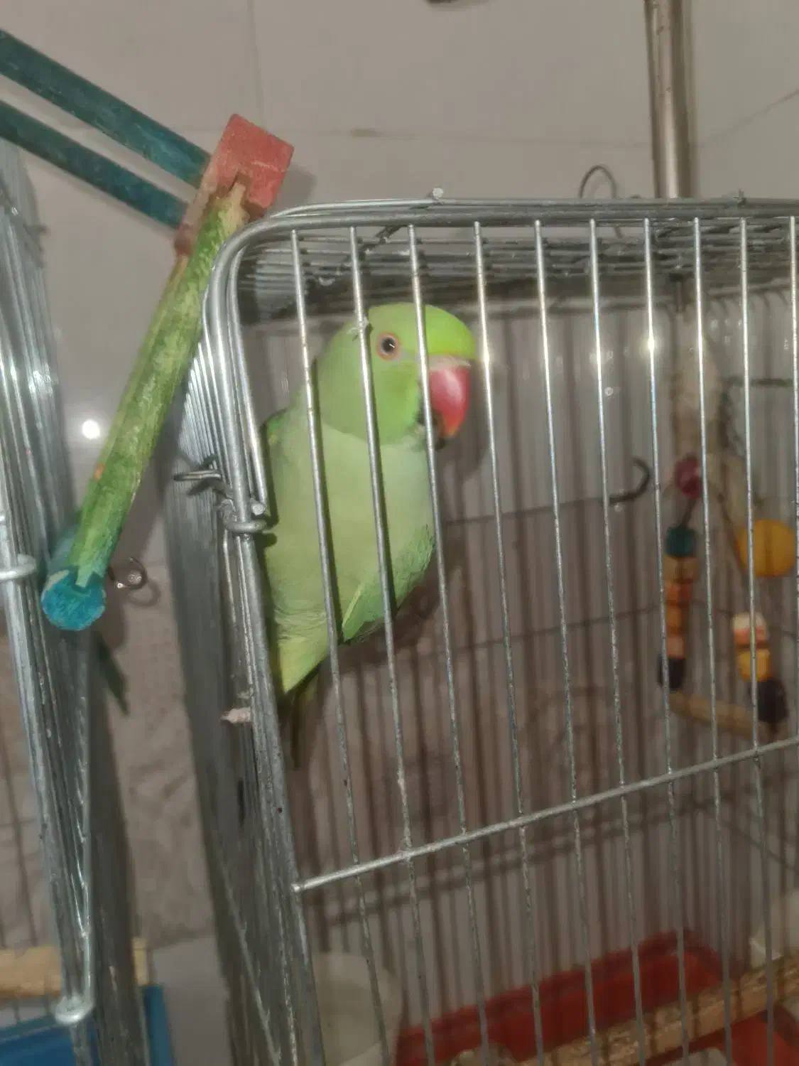 طوطی ملنگو|پرنده|سمنان, |دیوار