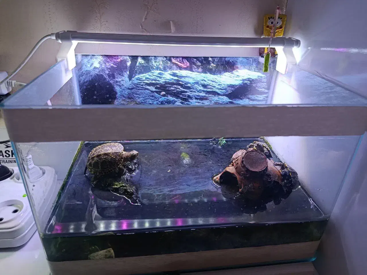 تعداد۲عدداکواریوم شیشه خم شرکتی|ماهی|مشهد, الهیه|دیوار