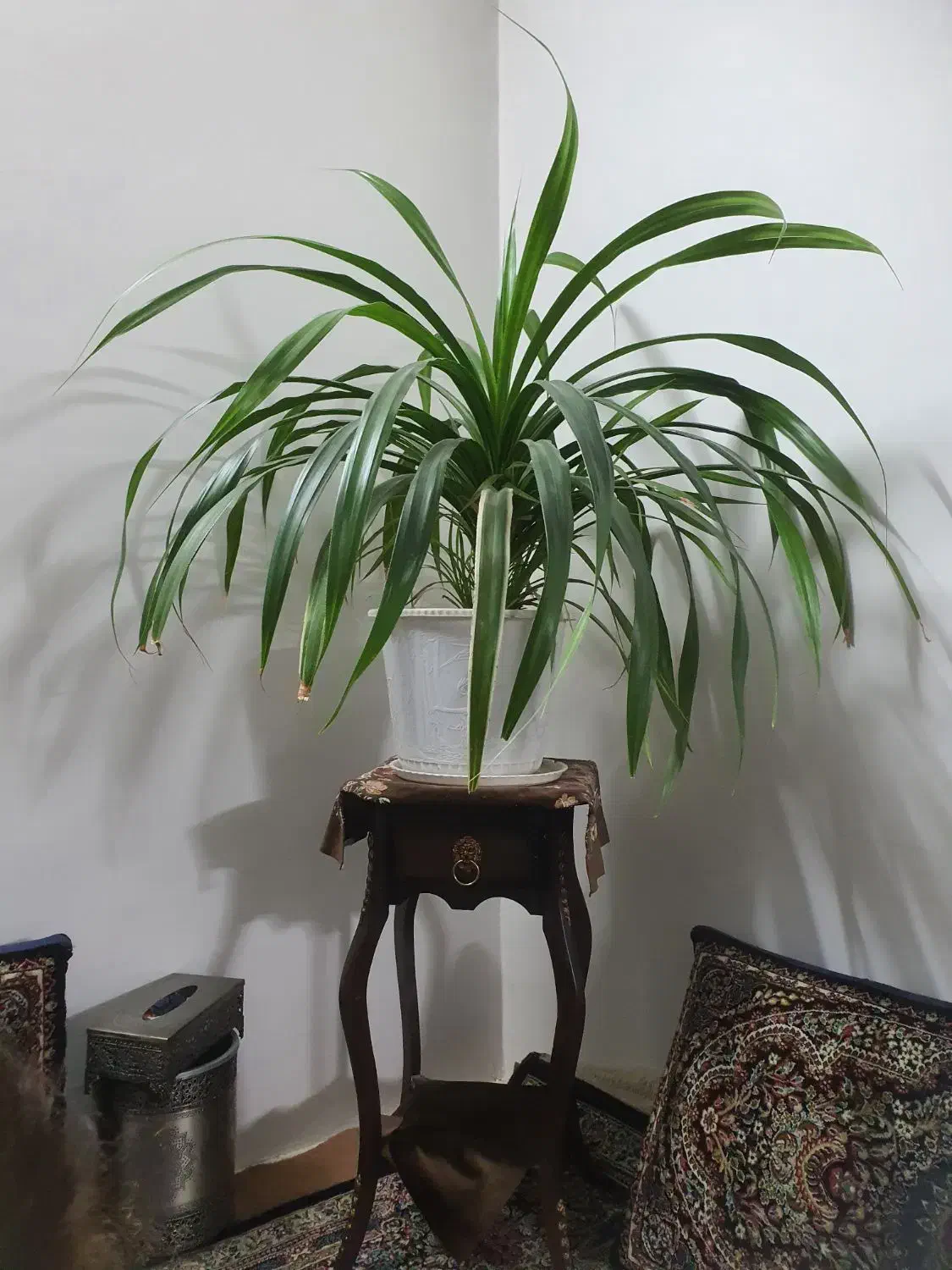 گل پاندانوس|گل و گیاه طبیعی|مشهد, کارگران|دیوار