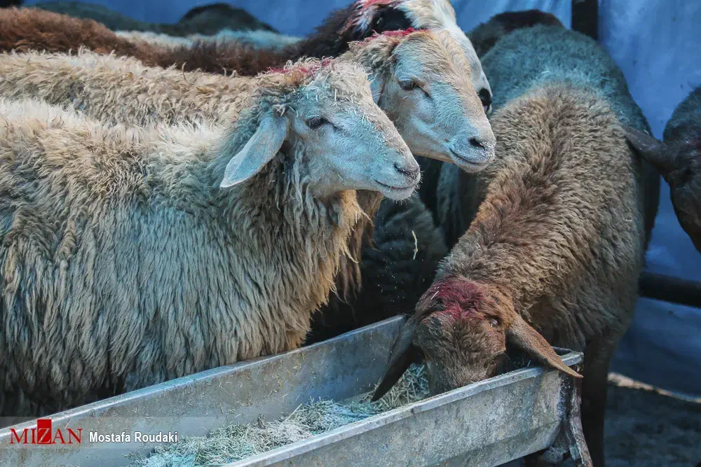 باهرکارتملی یه گوسفند تعاونی تنظیم بازار قلم ابی|حیوانات مزرعه|مشهد, کشاورز|دیوار